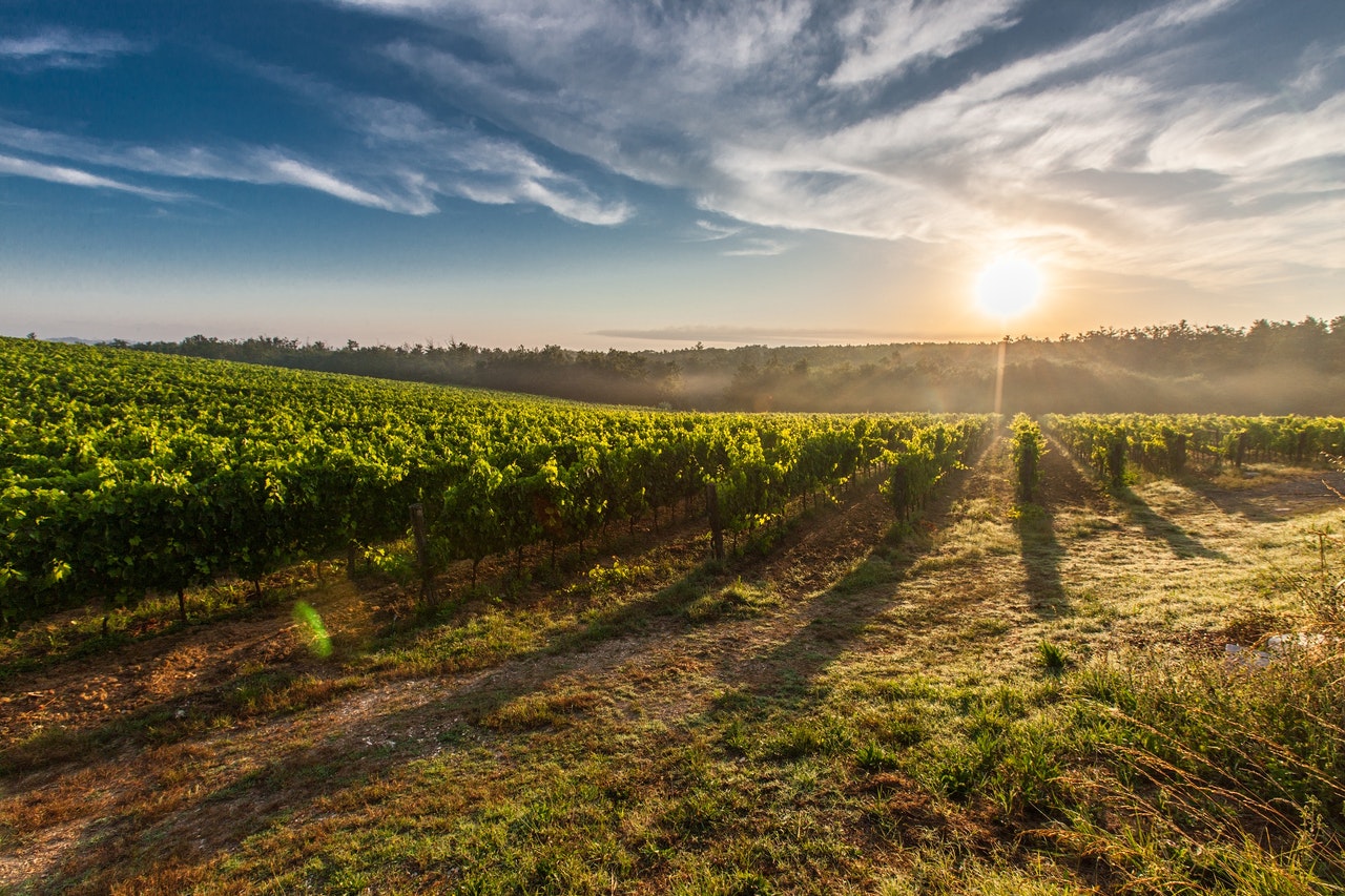 Sonnenuntergang hinter Weinreben in Südtirol